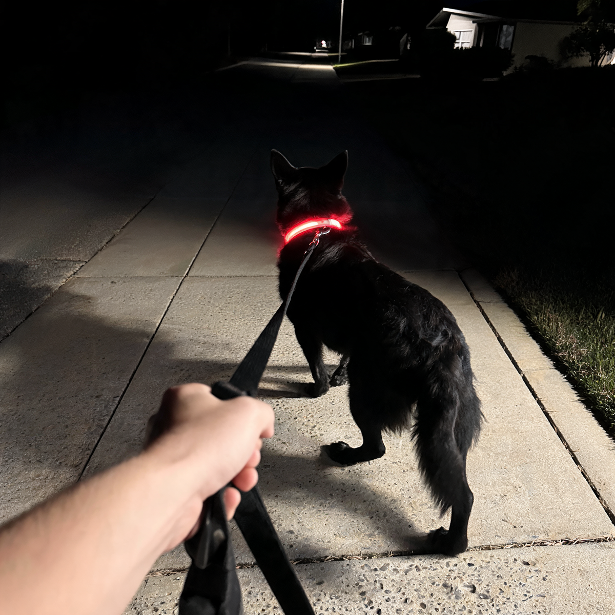 Dog wearing a glowing collar on an early morning walk